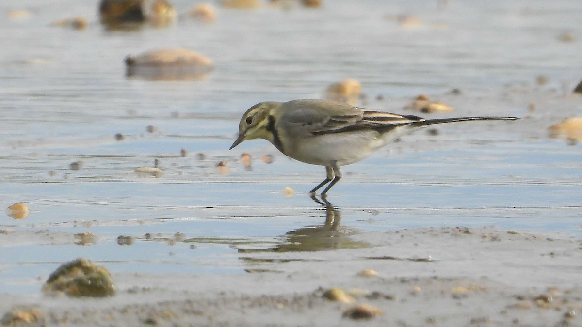 Хөх цэгцгий - ML609194679