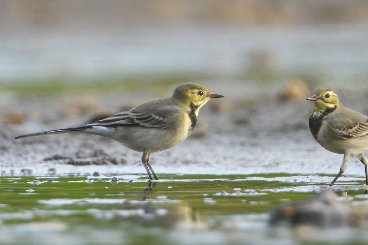 Хөх цэгцгий - ML609194680