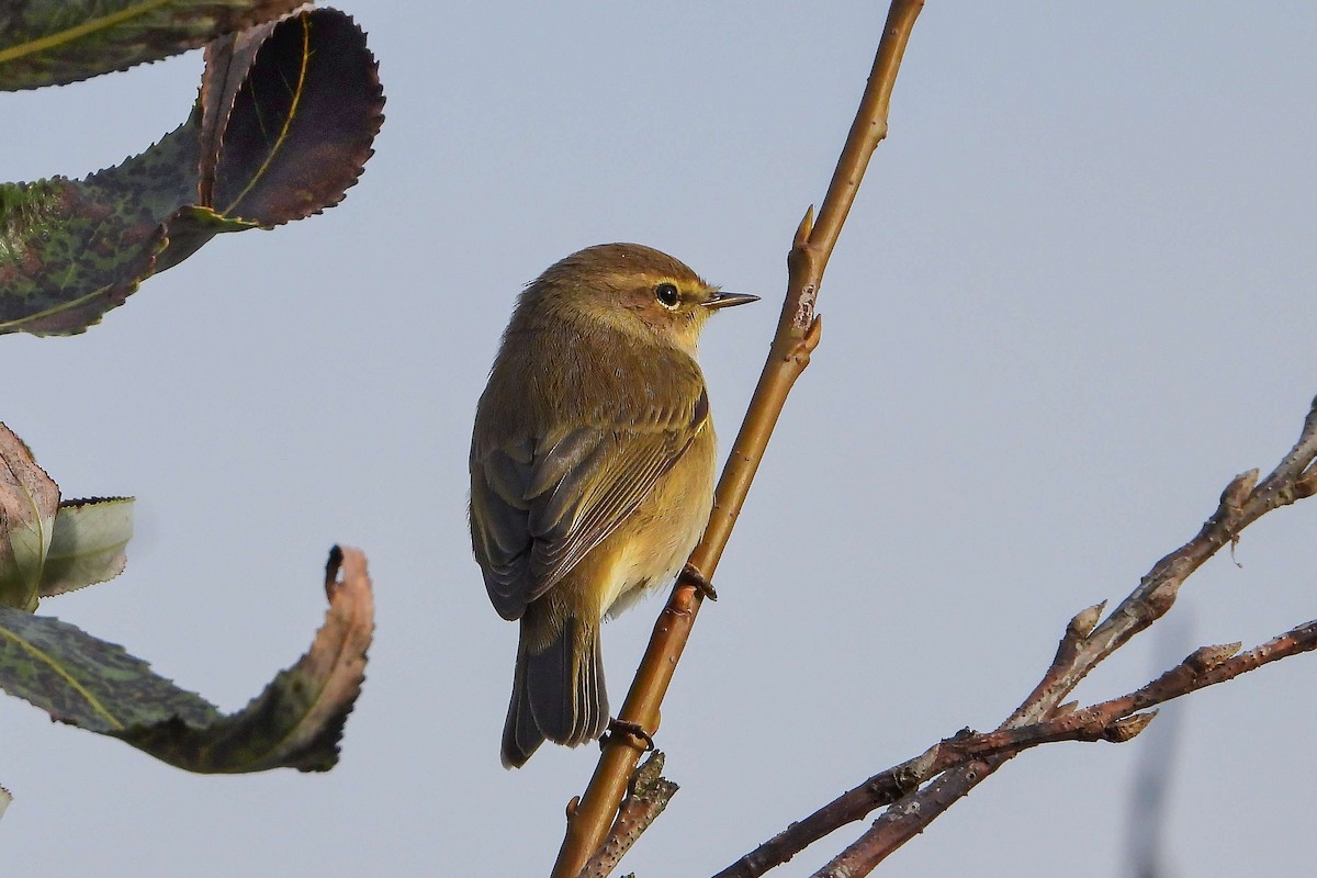 Урианхайн дууч шувуу - ML609194684