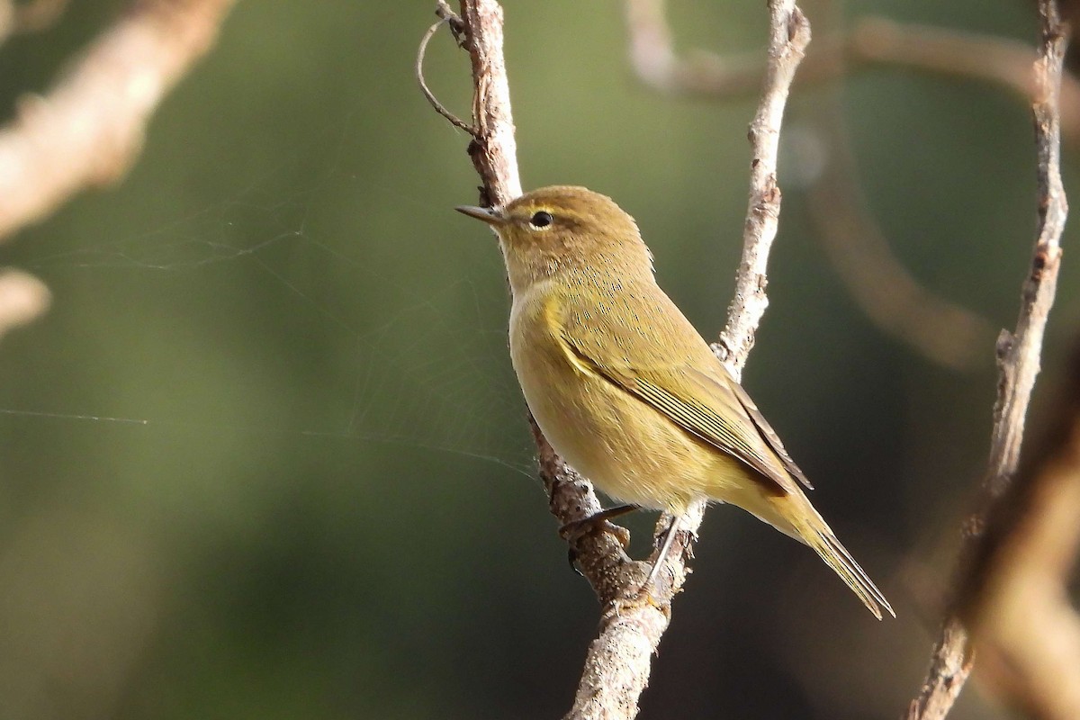 Урианхайн дууч шувуу - ML609194685