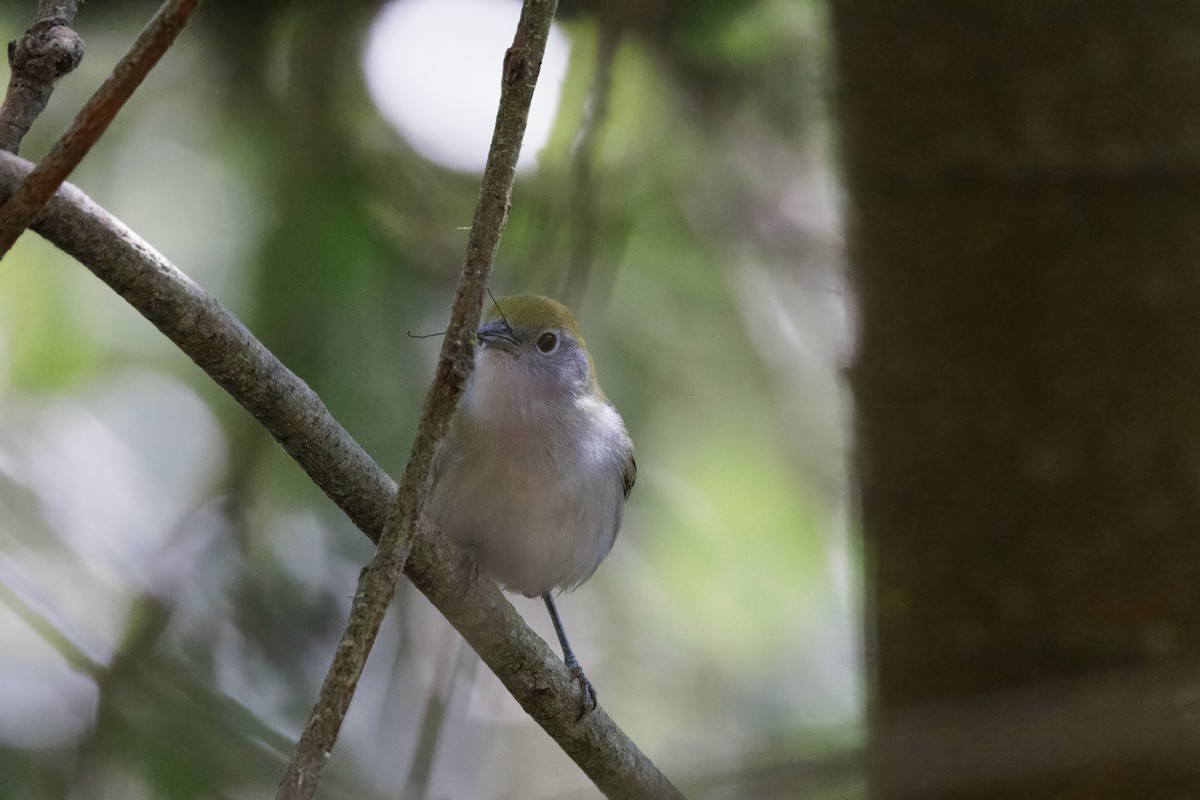 Chestnut-sided Warbler - ML609194765