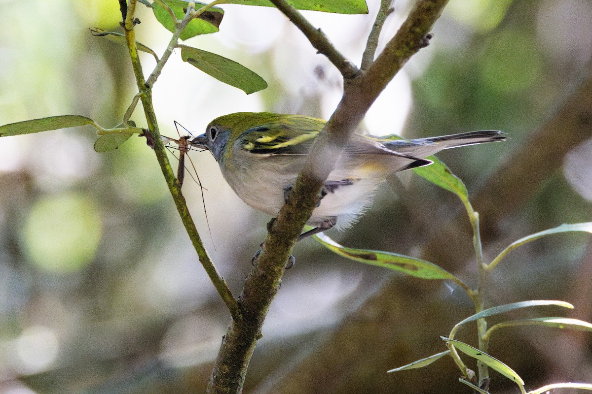 Chestnut-sided Warbler - ML609194766