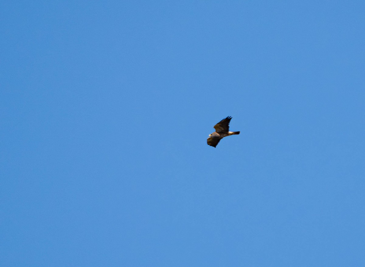 Swainson's Hawk - ML609194786