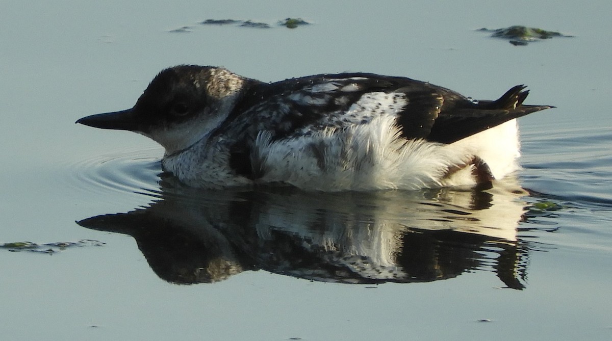 Pigeon Guillemot - ML609194810