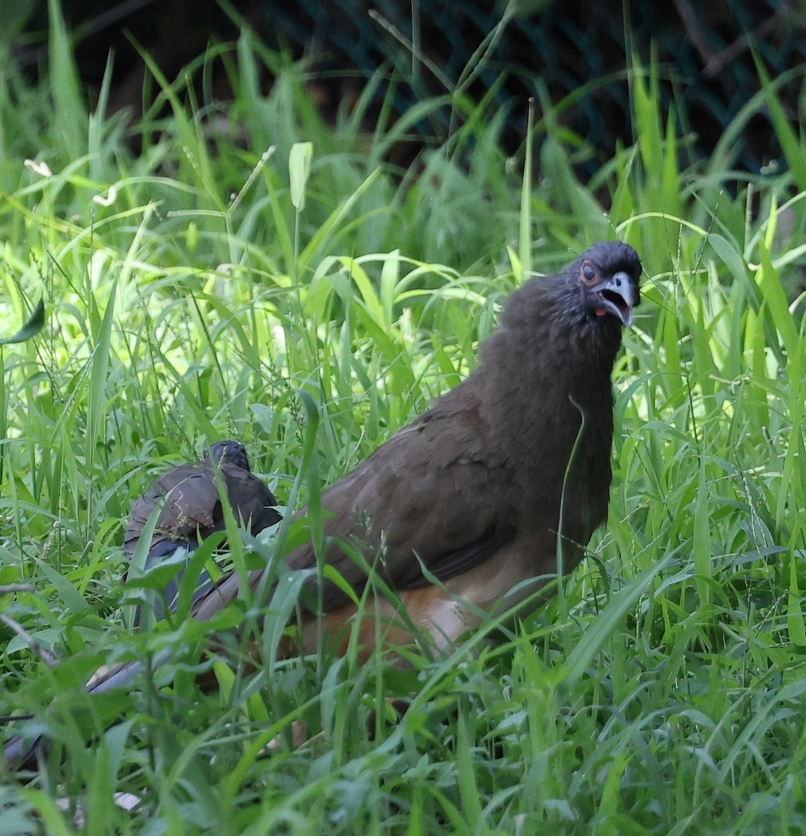 West Mexican Chachalaca - Charlie Trapani