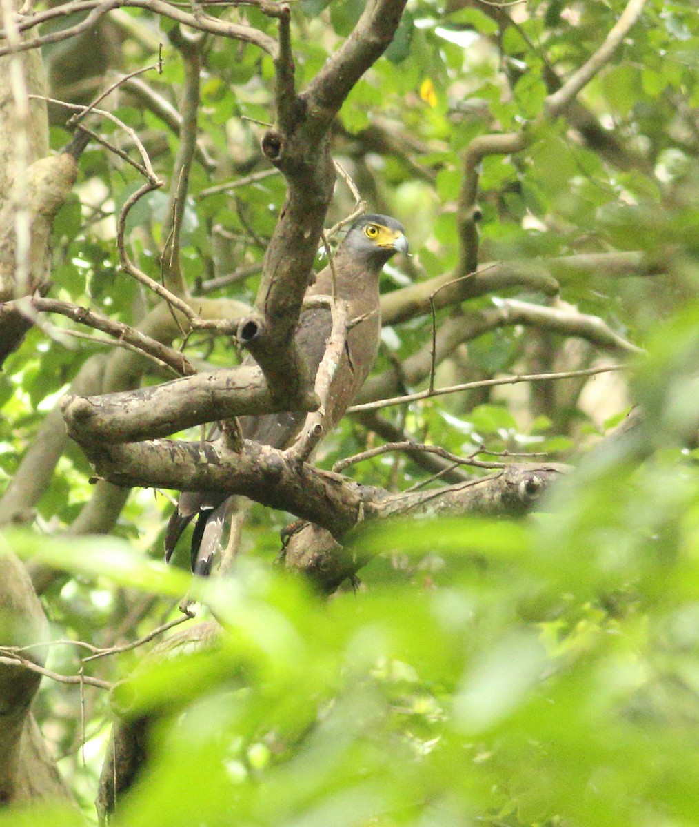 Crested Serpent-Eagle - Savio Fonseca (www.avocet-peregrine.com)