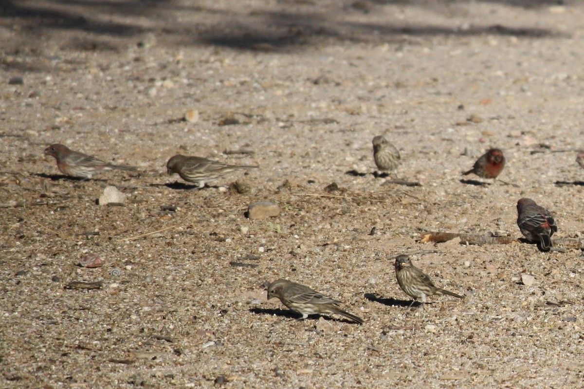 House Finch - Isaiah McCourt