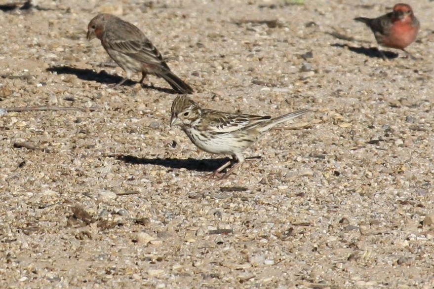 Lark Bunting - ML609194888