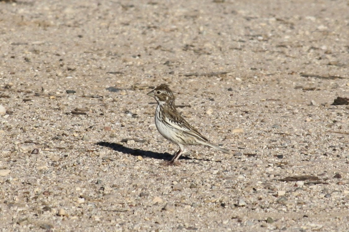 Lark Bunting - ML609194889