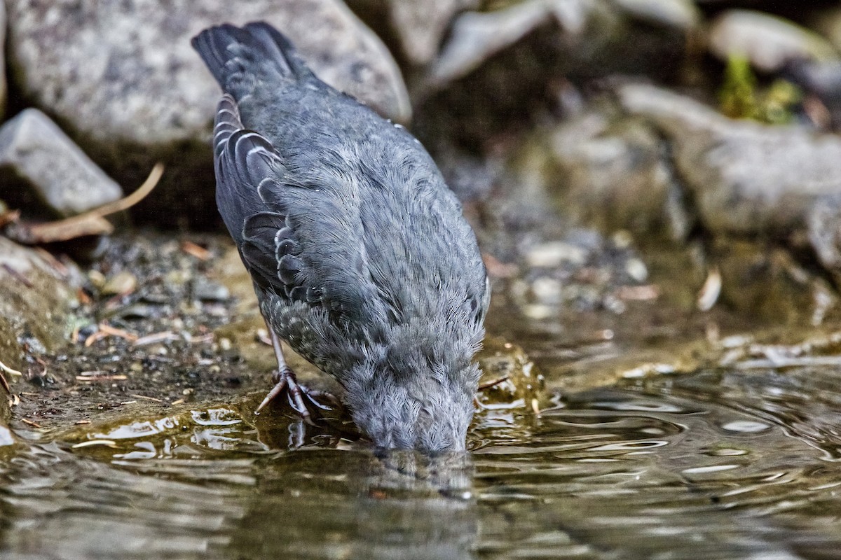 American Dipper (Northern) - ML609194917