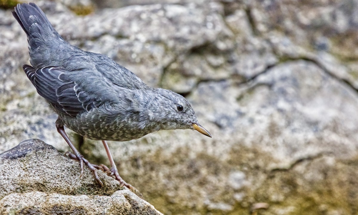 American Dipper (Northern) - Joel Weatherly