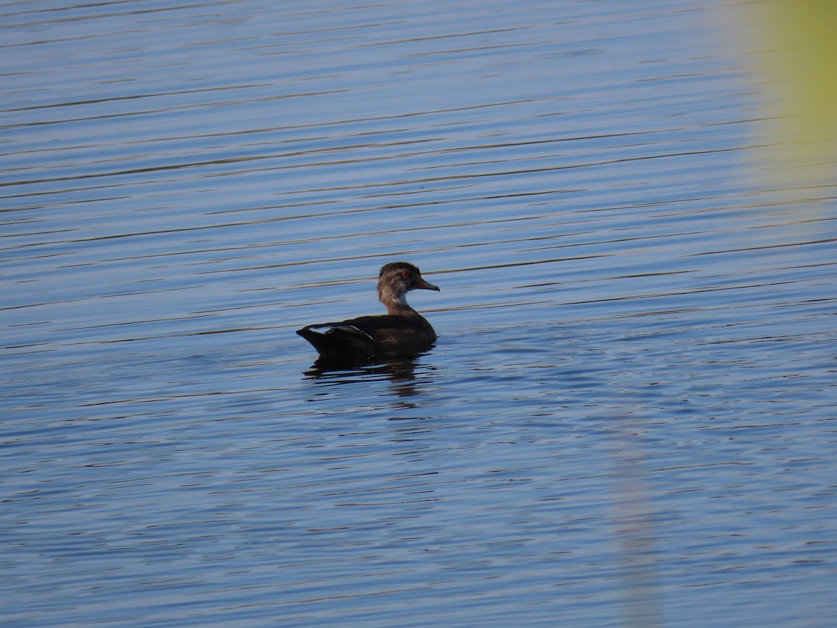 Wood Duck - ML609194923