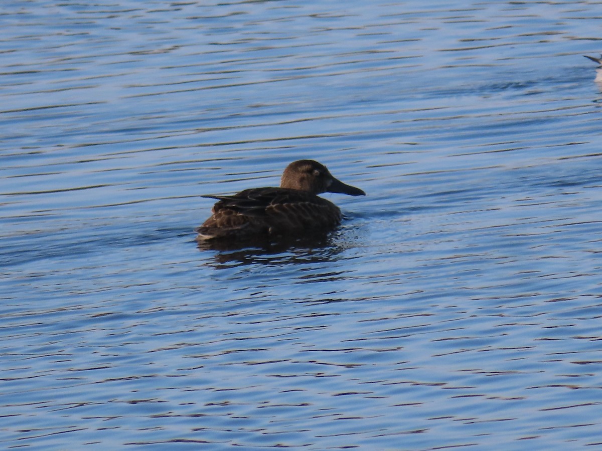 Blue-winged Teal - ML609194926