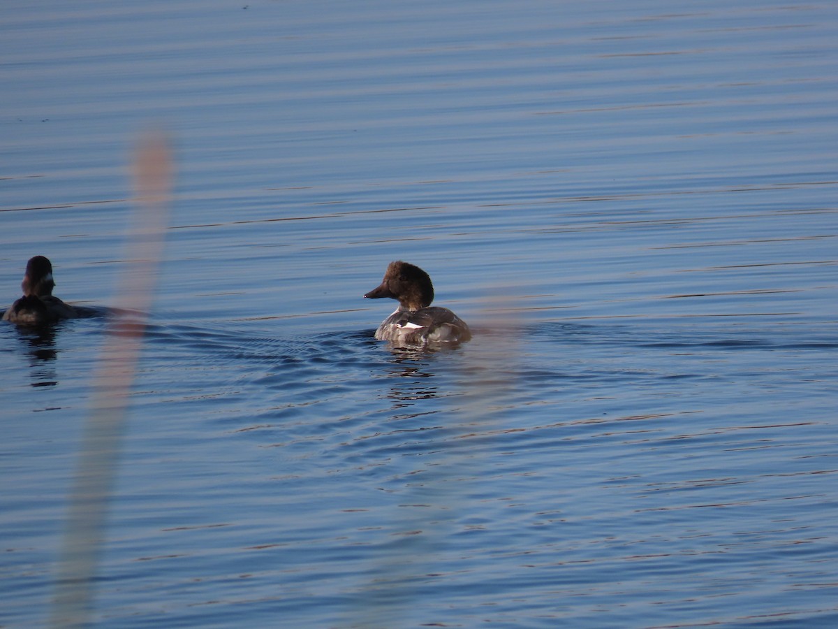 Common Goldeneye - ML609194931