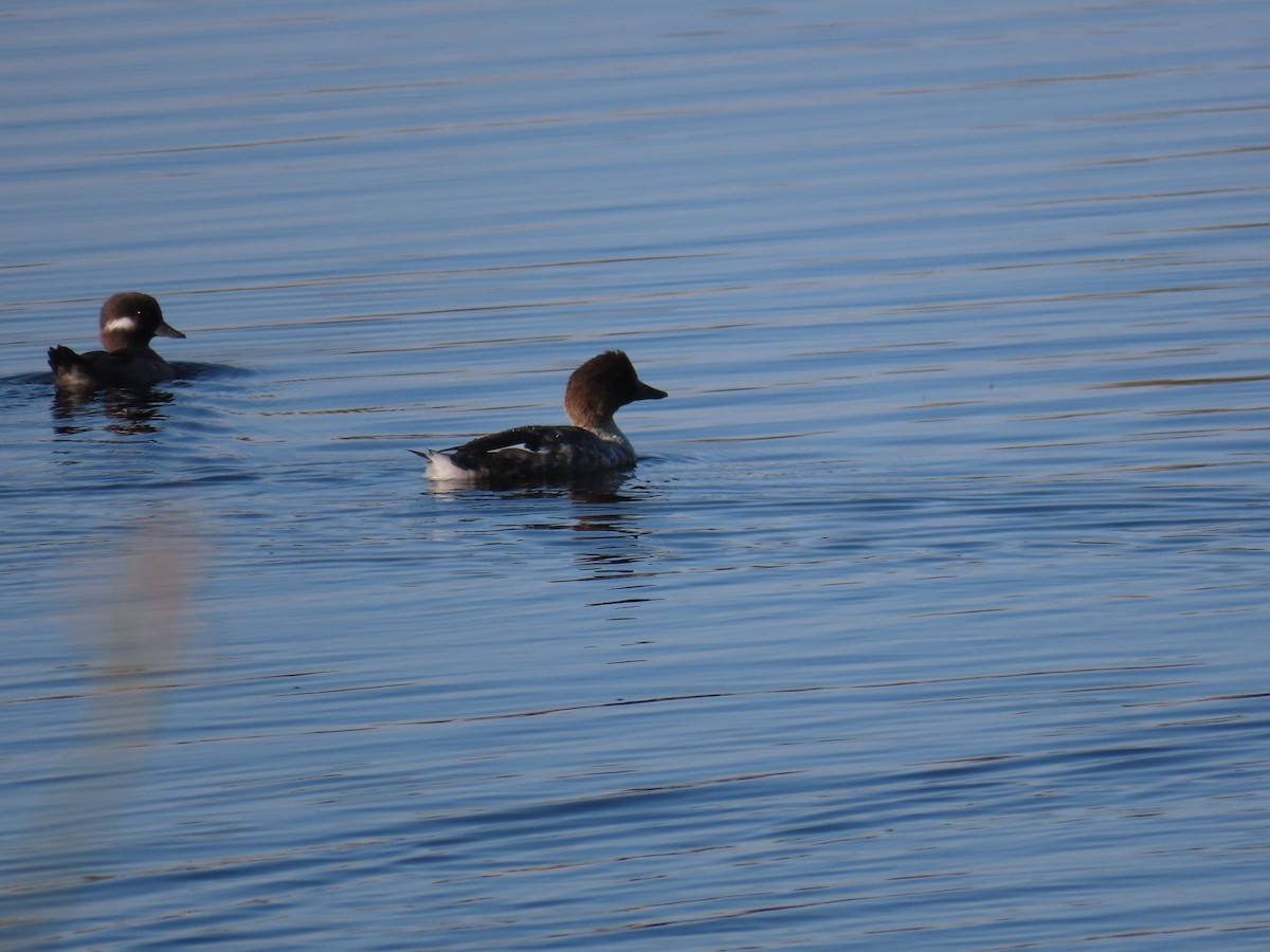 Common Goldeneye - ML609194932