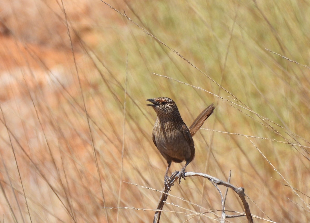 Kalkadoon Grasswren - ML609194933