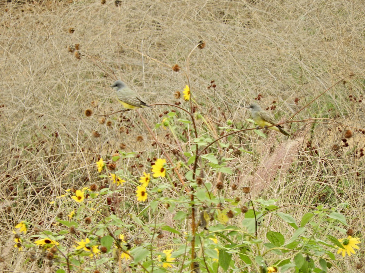 Cassin's Kingbird - ML609195117
