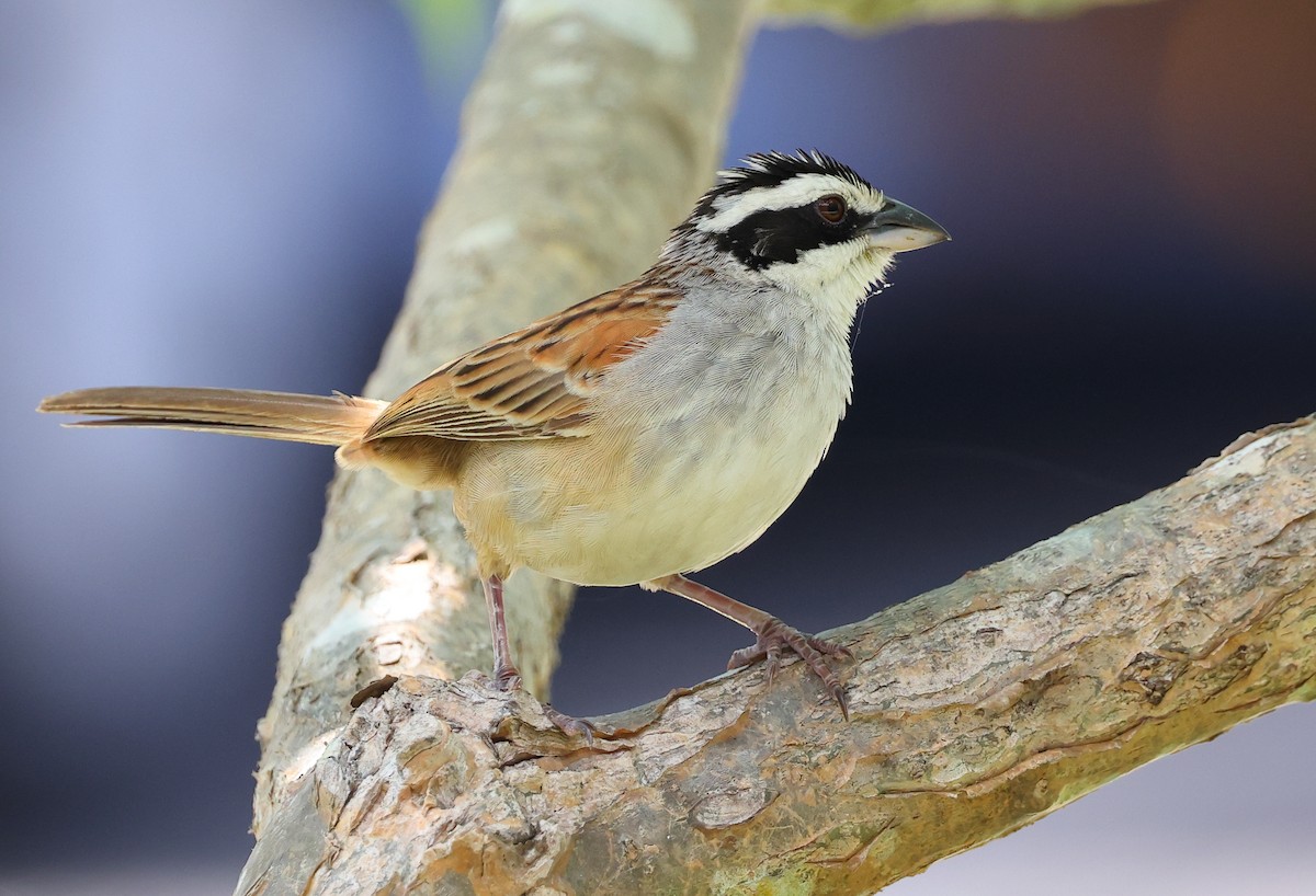 Stripe-headed Sparrow - ML609195166