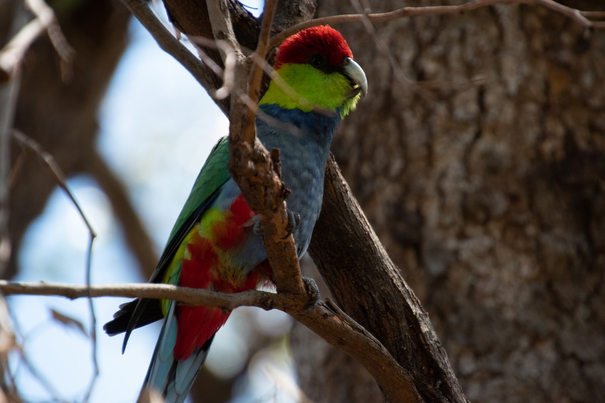 Red-capped Parrot - ML609195339