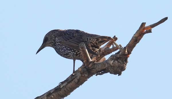 European Starling - ML609195377