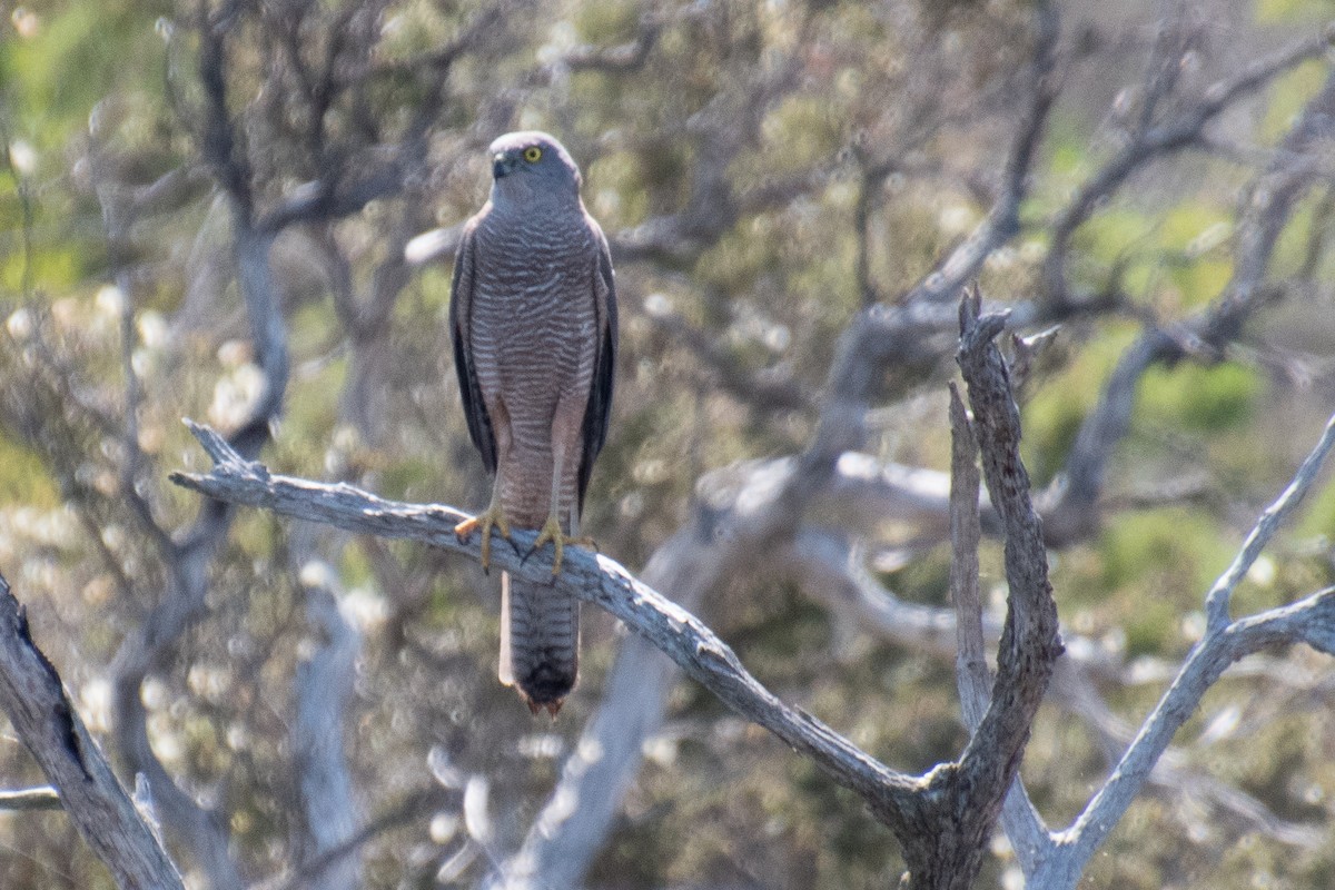 Brown Goshawk - ML609195402