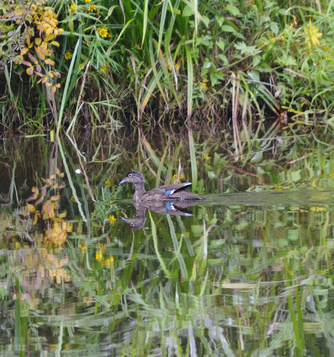 Wood Duck - ML609195475