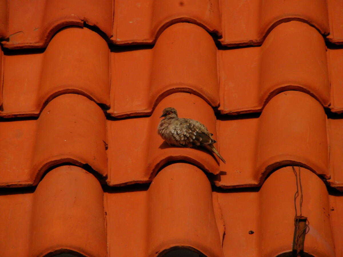 Bare-faced Ground Dove - ML609195514