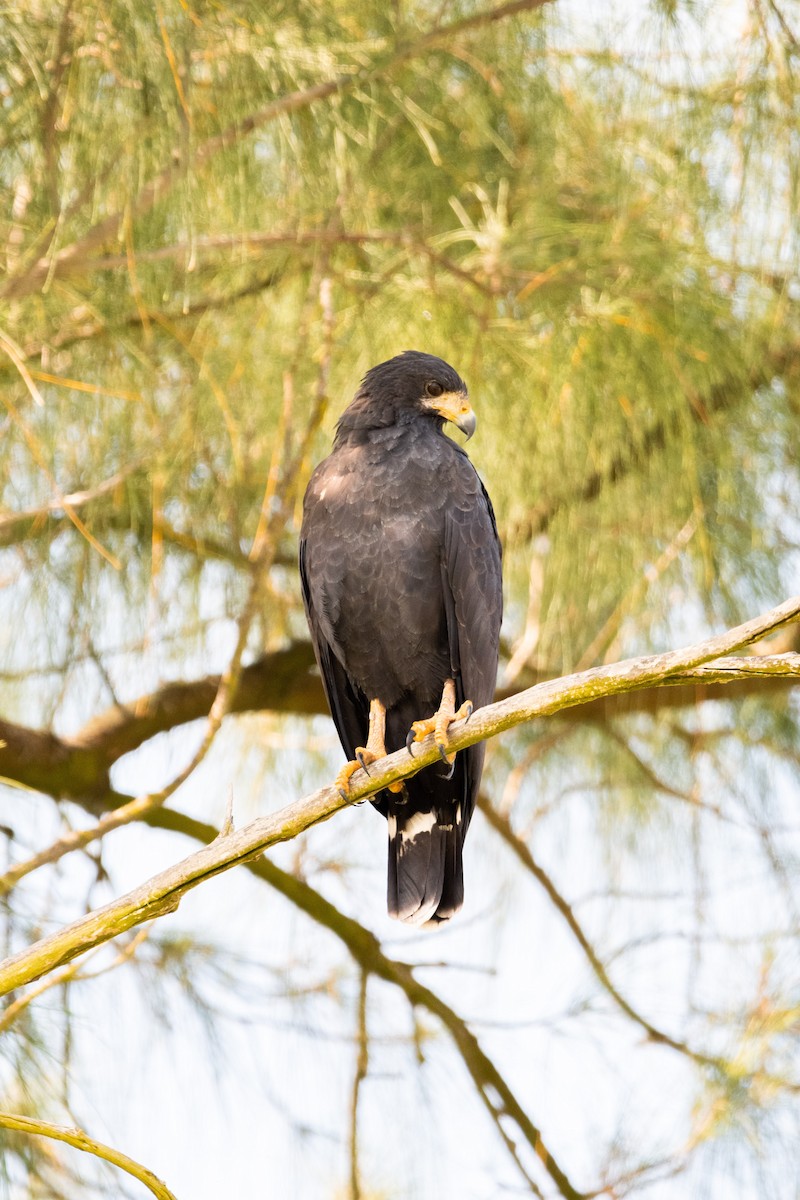 Common Black Hawk - Ivani Martínez Paredes