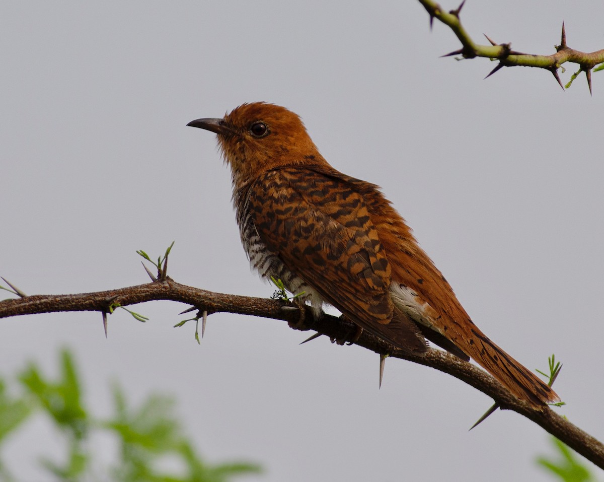 Gray-bellied Cuckoo - ML609195558