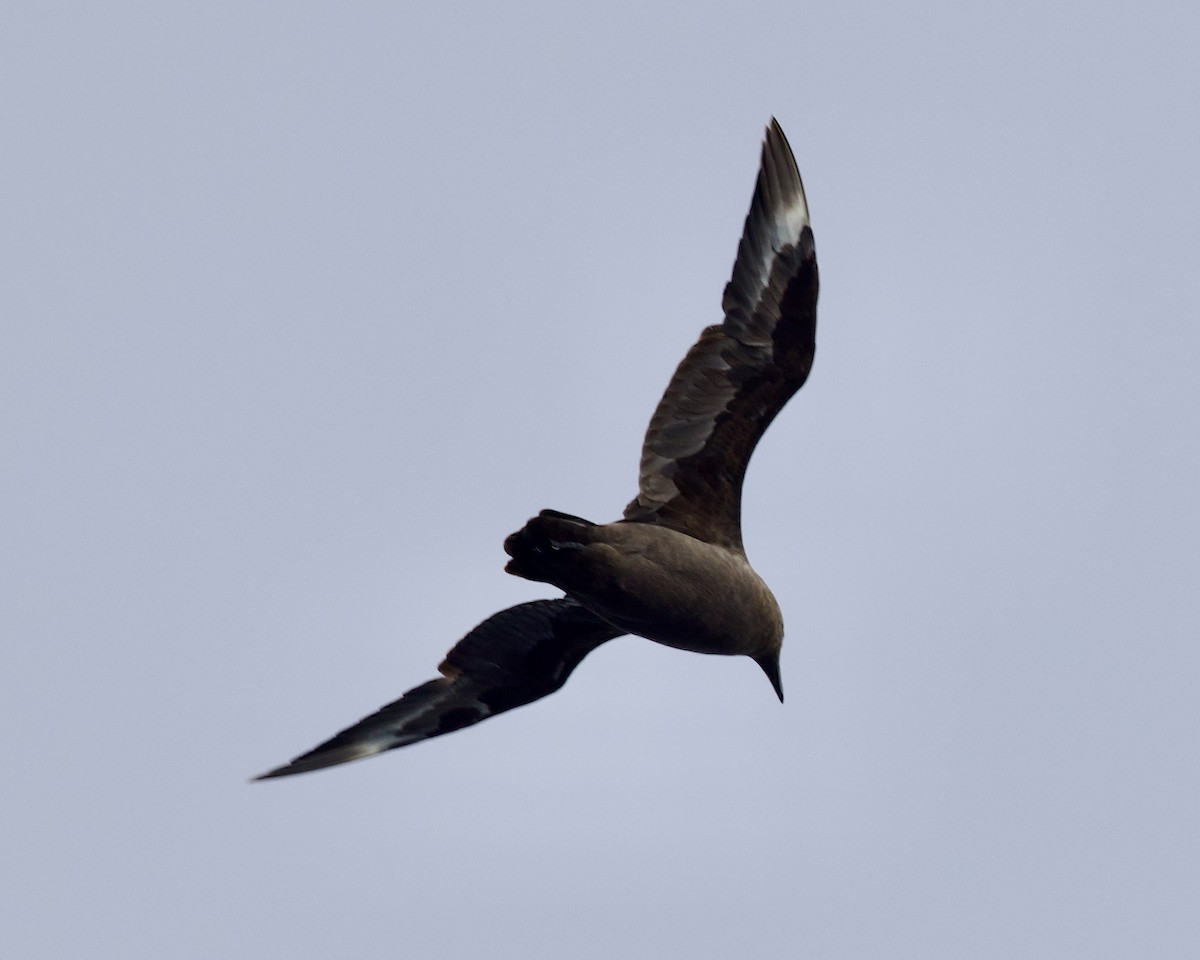 South Polar Skua - ML609195884