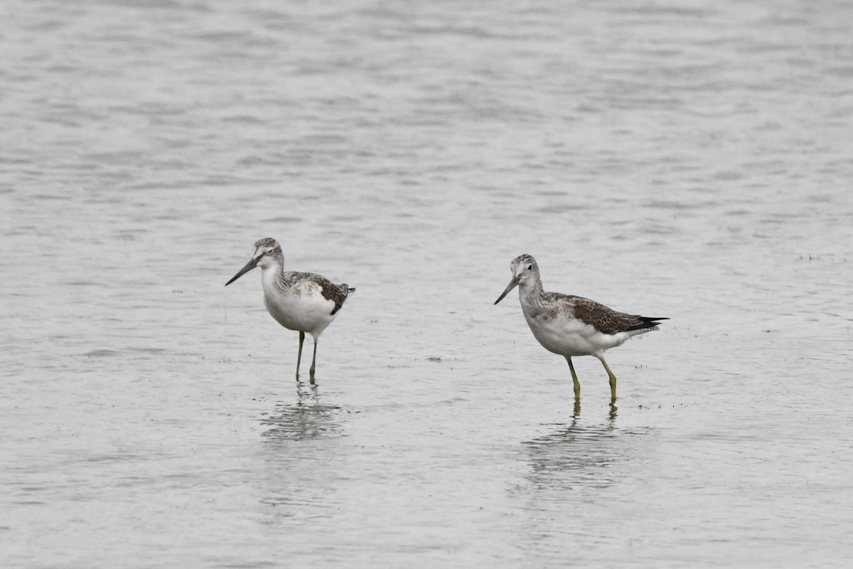 Common Greenshank - ML609195887