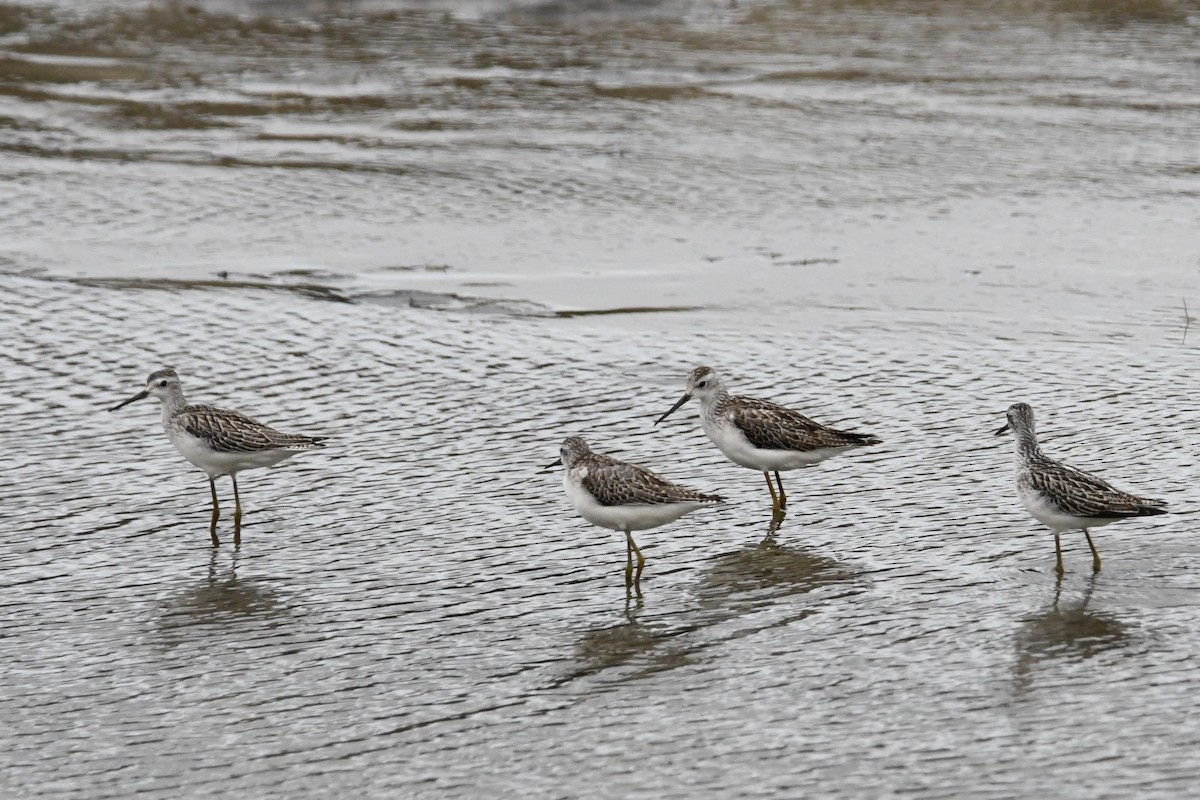 Marsh Sandpiper - ML609195892