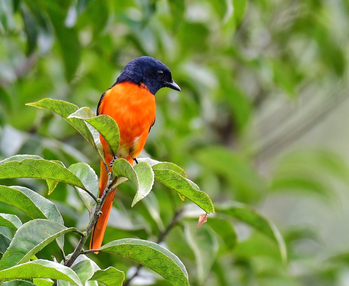 Minivet Naranja - ML609195908