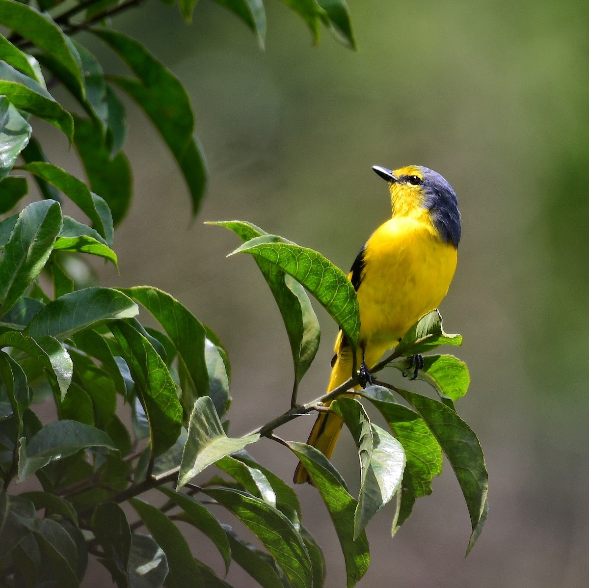 Minivet Naranja - ML609195909