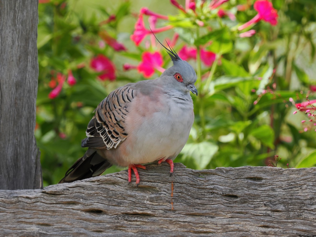 Crested Pigeon - ML609195937