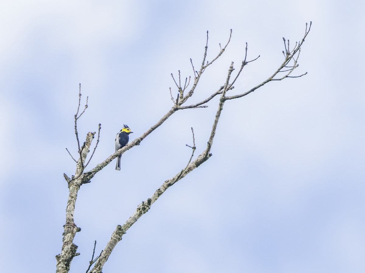 Yellow-cheeked Tit - ML609195939