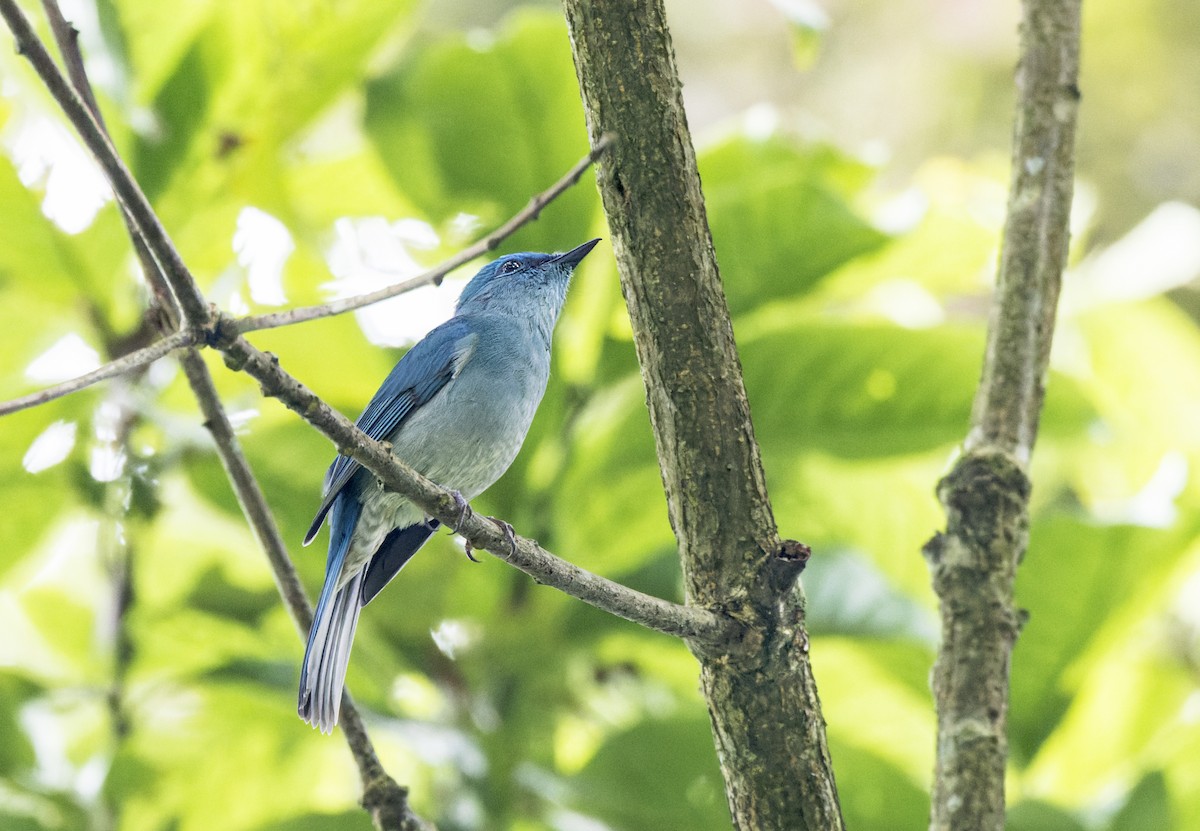 Pale Blue Flycatcher - ML609195951