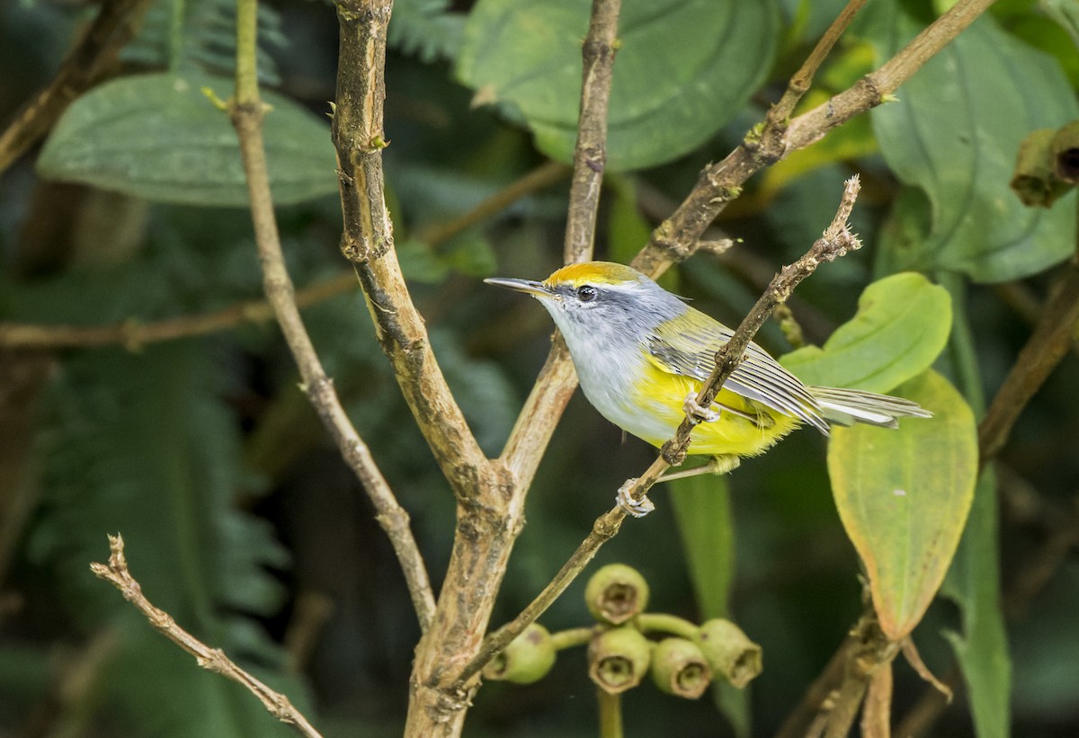 Mountain Tailorbird - ML609195982