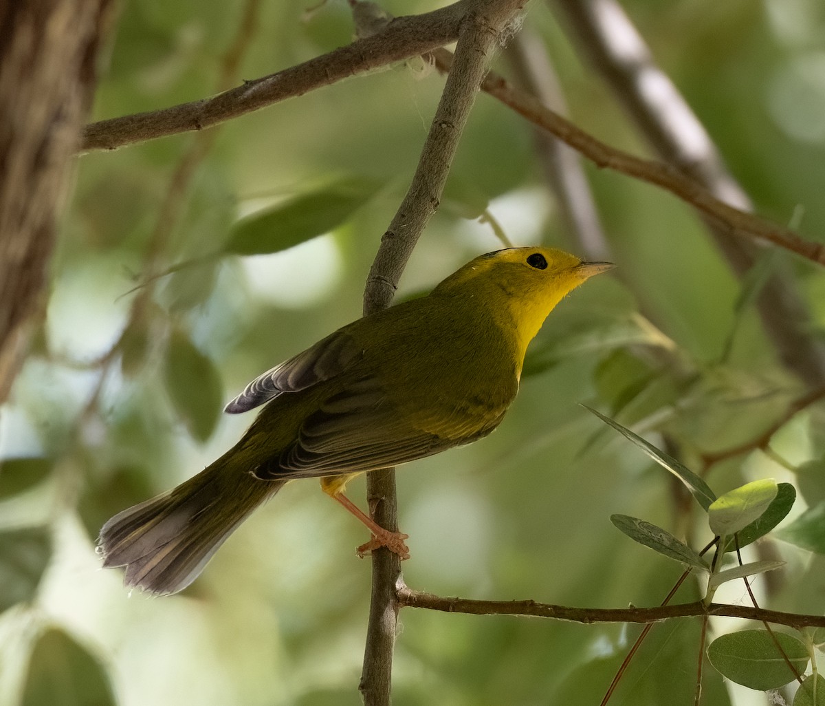 Wilson's Warbler - Ken Ealy