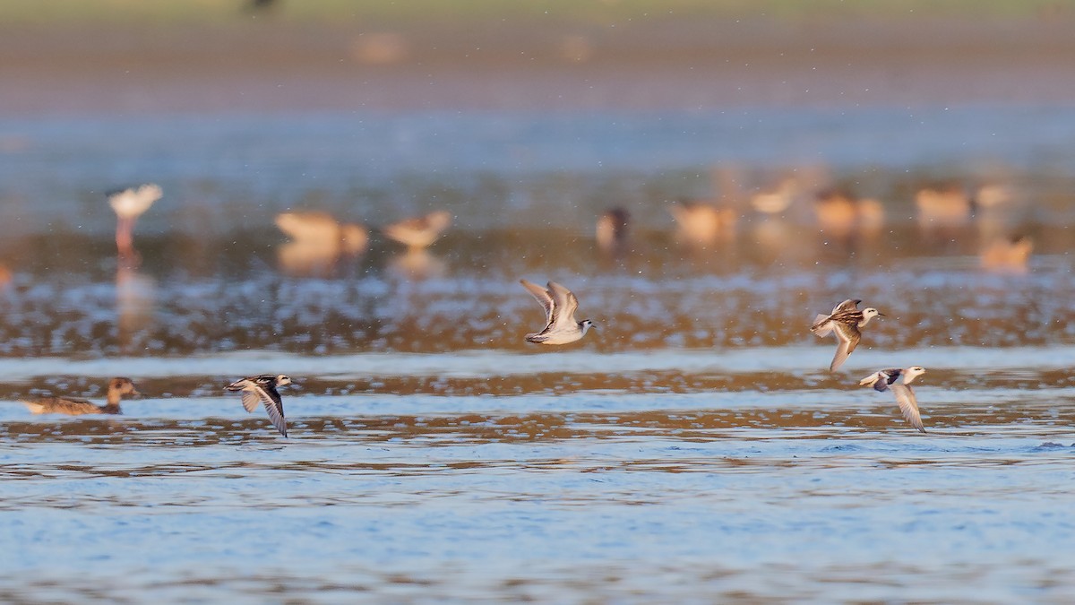 Red-necked Phalarope - ML609196006