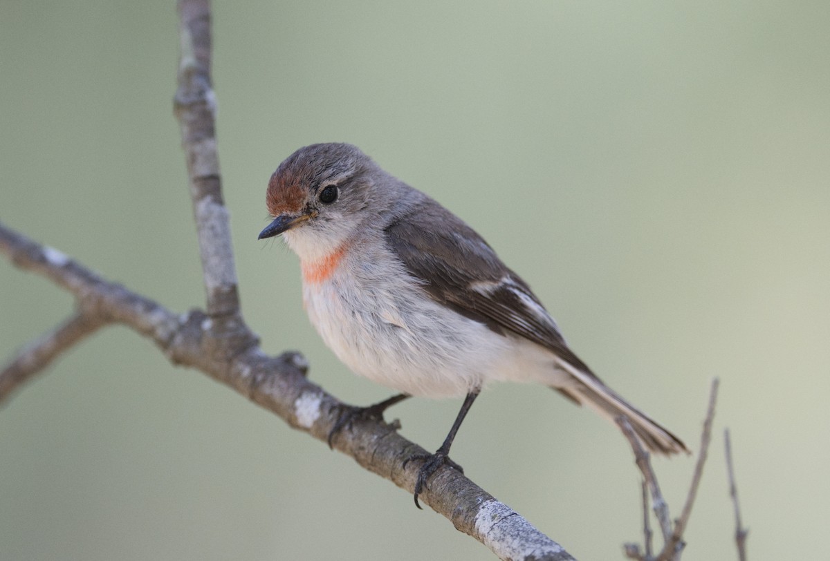 Red-capped Robin - ML609196017