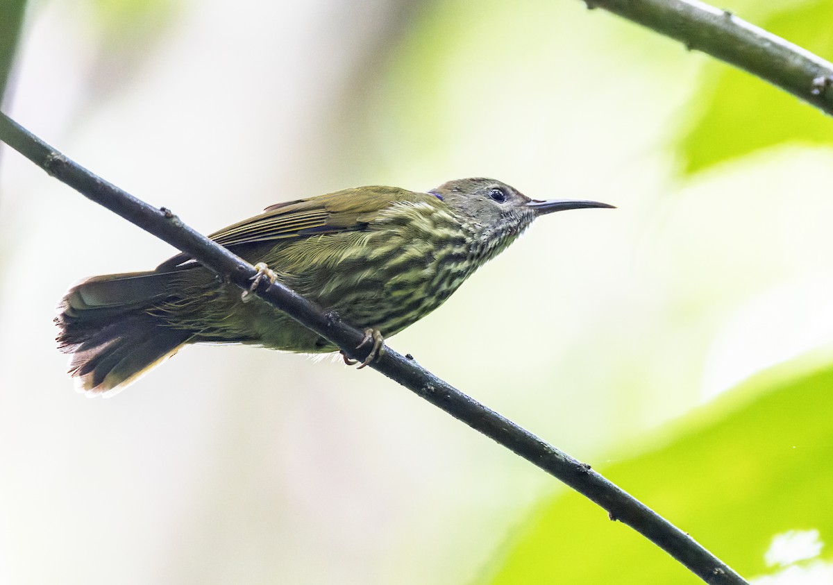 Purple-naped Spiderhunter - ML609196028