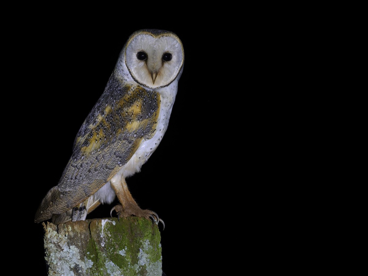 Eastern Barn Owl - ML609196224