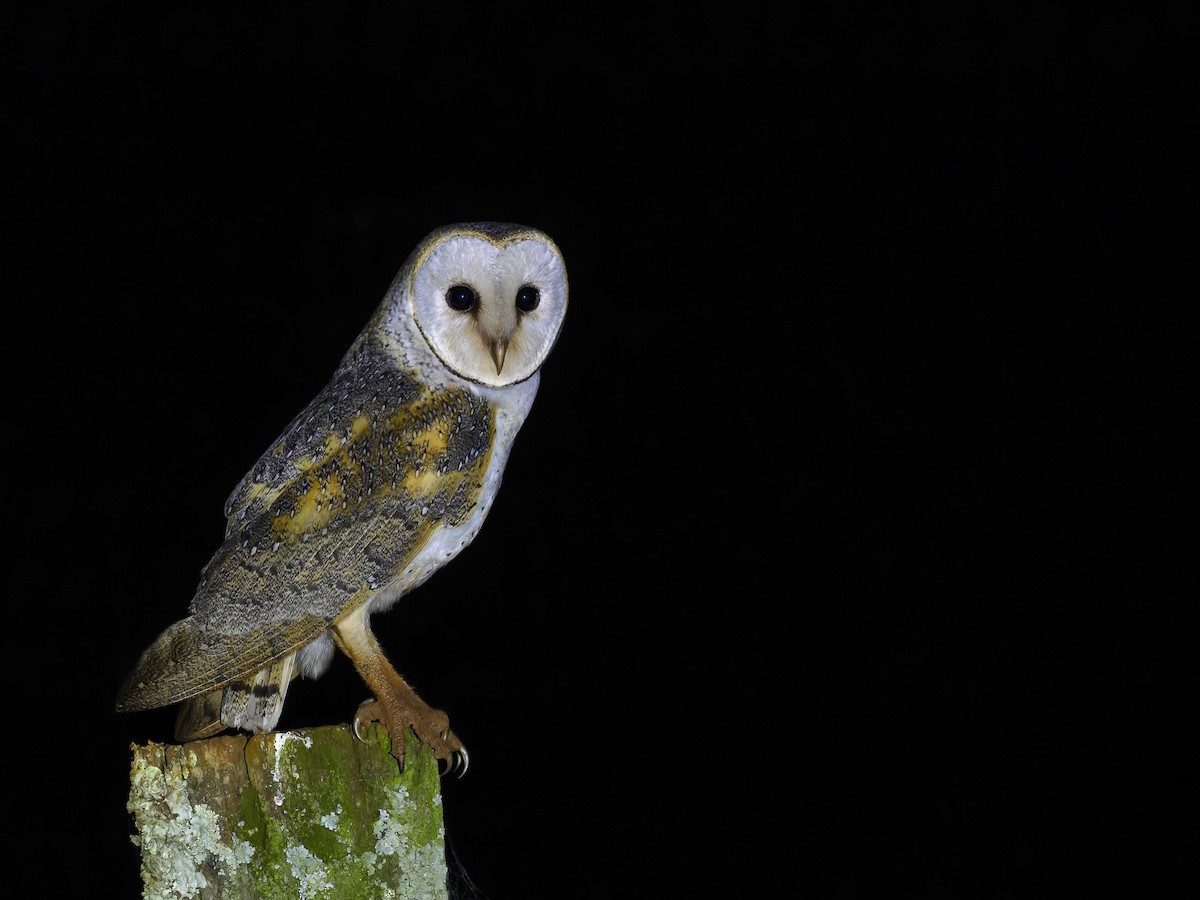 Eastern Barn Owl - ML609196225
