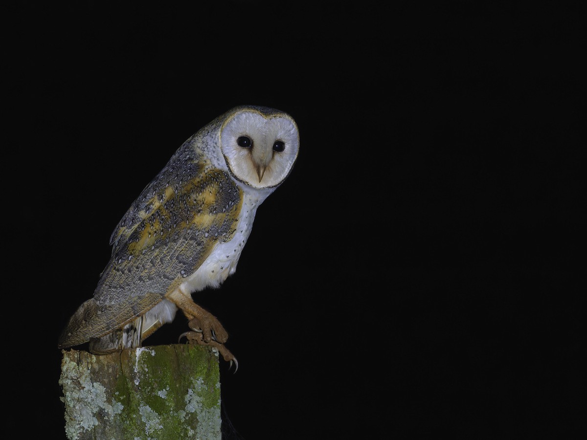 Eastern Barn Owl - ML609196226
