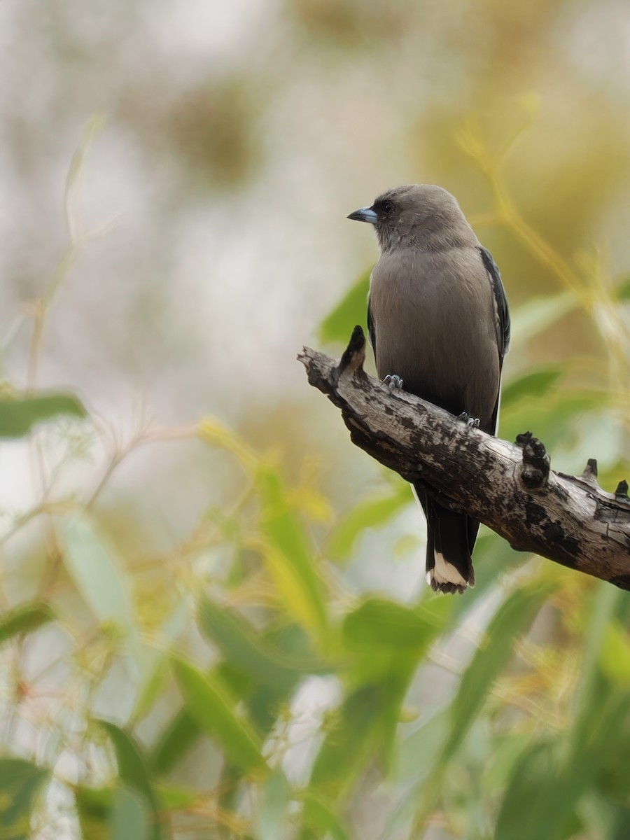 Ланграйн бурий - ML609196251