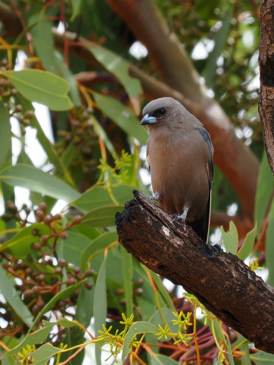 Ланграйн бурий - ML609196258