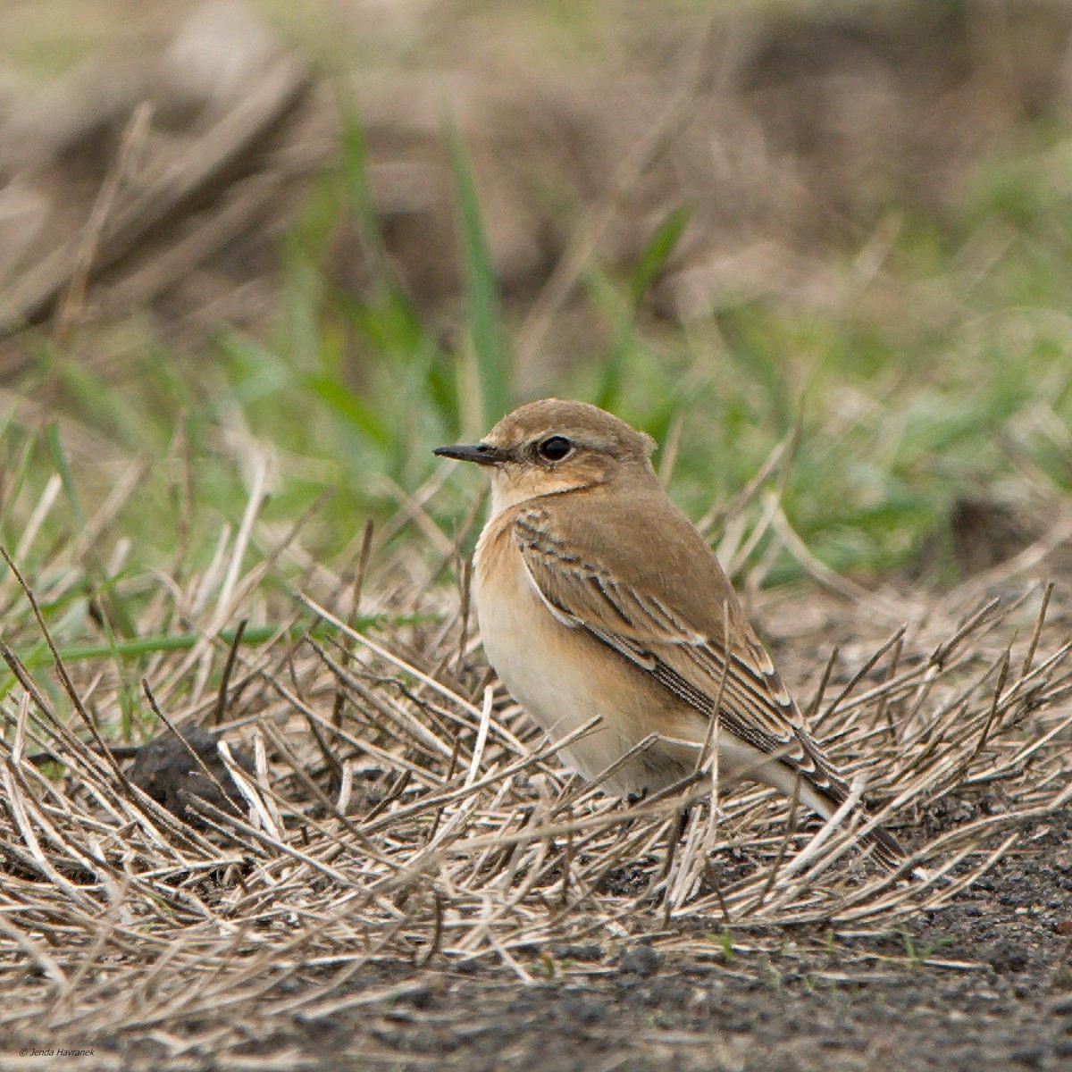 Northern Wheatear - ML609196381