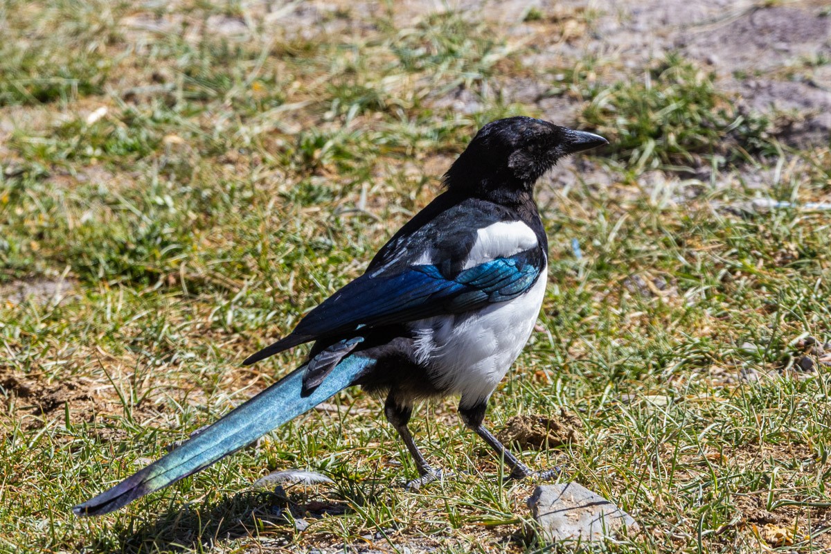 Eurasian Magpie - ML609196471