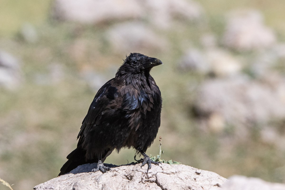 Carrion Crow - ML609196474